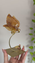 Load and play video in Gallery viewer, Golden Healer Fluttering Butterfly on Gold Stand 001
